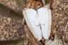 Nyírfa-tapló (Fomitopsis betulina), Csokonyavisonta